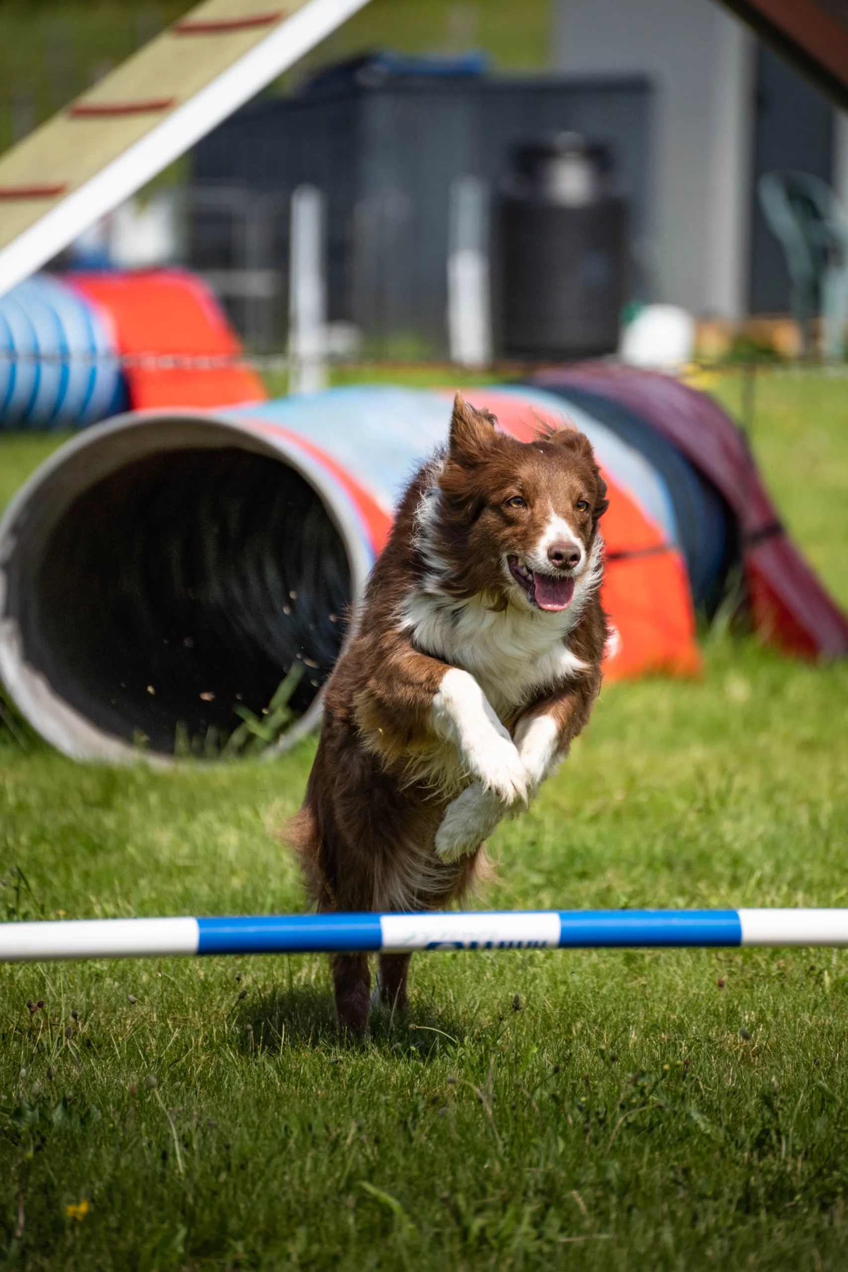 L'image montre un chien en pleine action lors d'un parcours d'agilité. Le chien, brun et blanc, saute par-dessus une barre bleue et blanche, avec un regard concentré et une expression joyeuse. En arrière-plan, on peut apercevoir un tunnel coloré, ainsi que d'autres éléments du parcours d'agilité, le tout se déroulant sur une pelouse verdoyante. La scène dégage une impression de dynamisme et d'enthousiasme.
