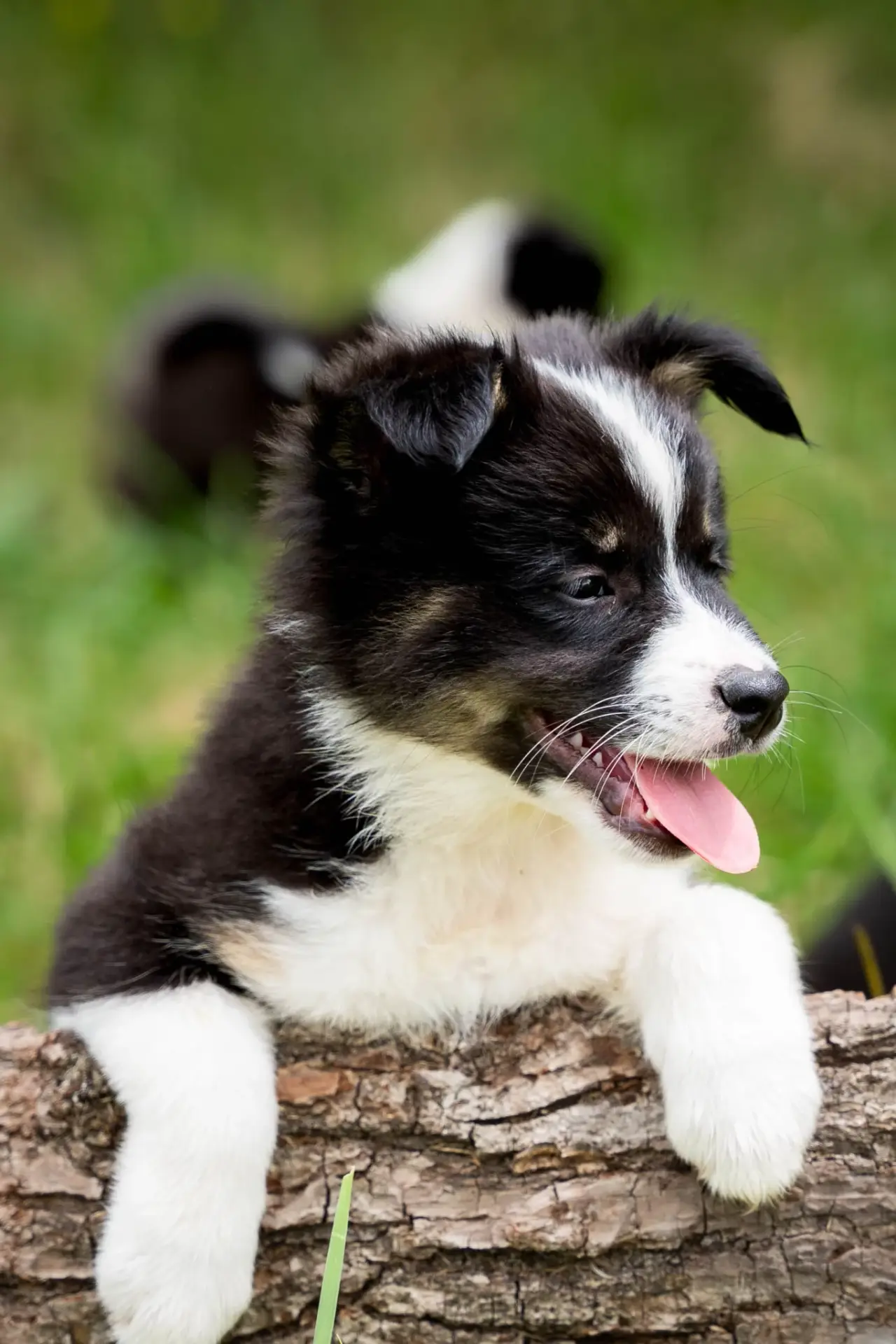 Un chiot noir et blanc, avec la langue sortie, posant sur une bûche dans un environnement verdoyant.