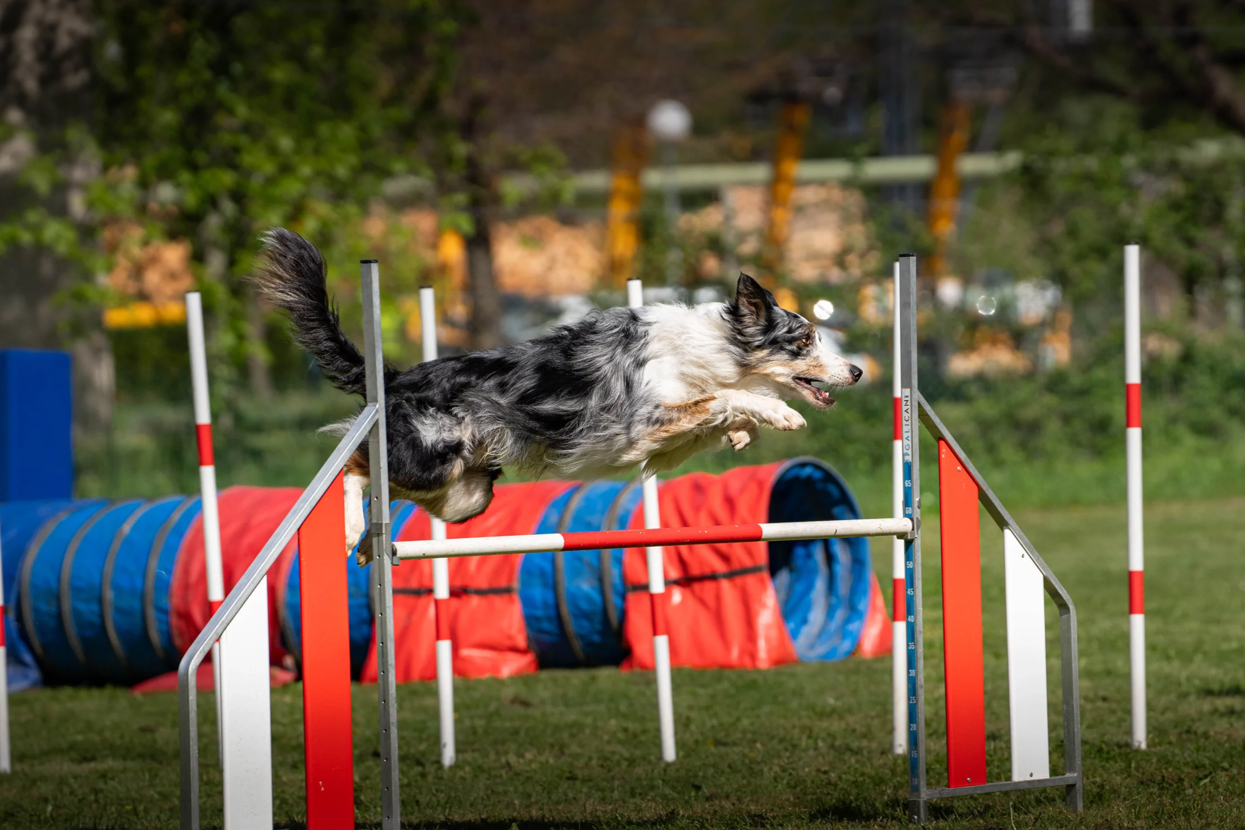 Chien sautant au-dessus d’un obstacle lors d’un parcours d’agility en extérieur.