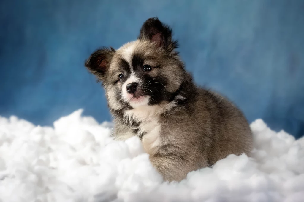Un chiot assis dans un nuage de coton blanc sur fond bleu.